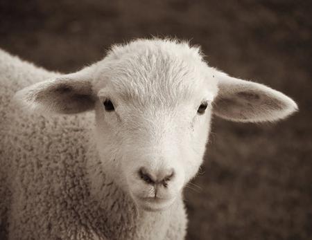 lamb