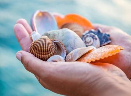 shells