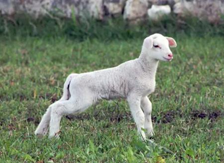 lamb