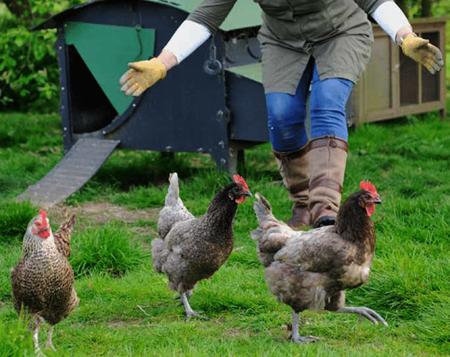 catching a chicken