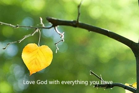 heart shaped leaf