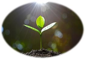 Hindrances to Growth in Grace