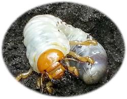 Looking Above  Revelation 9:1-12 The Fifth Trumpet