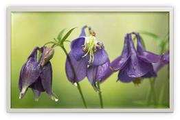 The Belgic Confession of Faith Article 11 The Divinity of the Holy Spirit