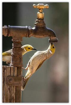 bird drinking at tap