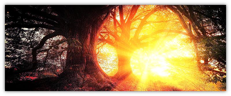 sunshine trough trees