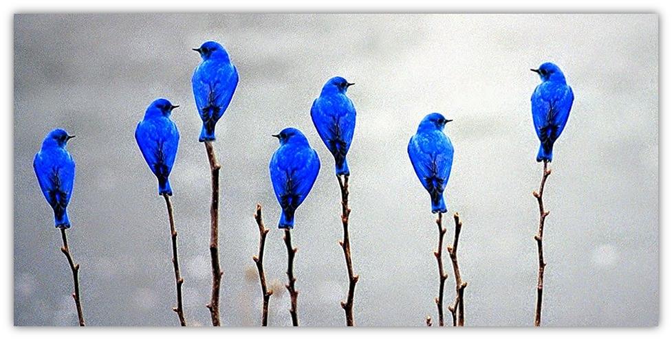 birds in a row